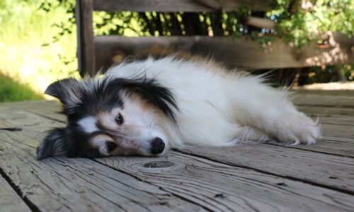 Sheltie Dog Rest Tired - kiora_geta / Pixabay