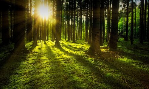 trees, moss, forest